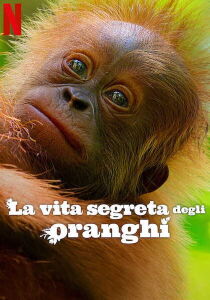 La vita segreta degli oranghi streaming